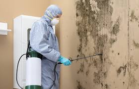 Why You Should Choose Our Mold Remediation Services in Berkshire Lakes, FL